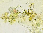 Carl Larsson blommor- nyponros och backsippor Sweden oil painting artist